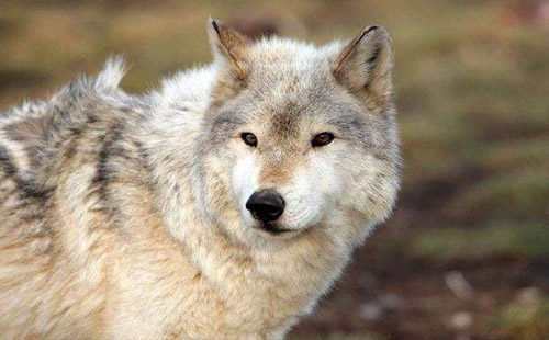 武漢動物園以狗充狼 園方回應(yīng)怕狼寂寞