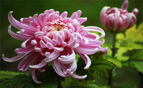 2019武漢植物園門(mén)票價(jià)格（免費(fèi)送菊苗時(shí)間+地點(diǎn)）