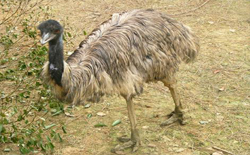 武漢九峰森林動(dòng)物園怎么去（門票+地鐵幾號(hào)線到）
