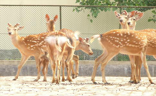 武漢九峰森林動(dòng)物園門票價(jià)格（多少錢+老人+燒烤區(qū)）
