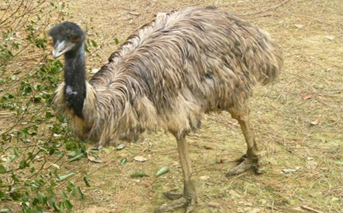 武漢九峰森林動(dòng)物園和武漢動(dòng)物園哪個(gè)好玩（門票多少錢）
