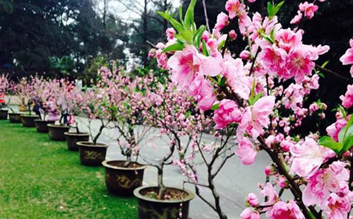 武漢植物園好玩嗎 武漢植物園門(mén)票多少