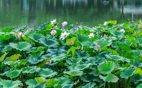 武漢公園哪里荷花最多最美（免費(fèi)的公園）