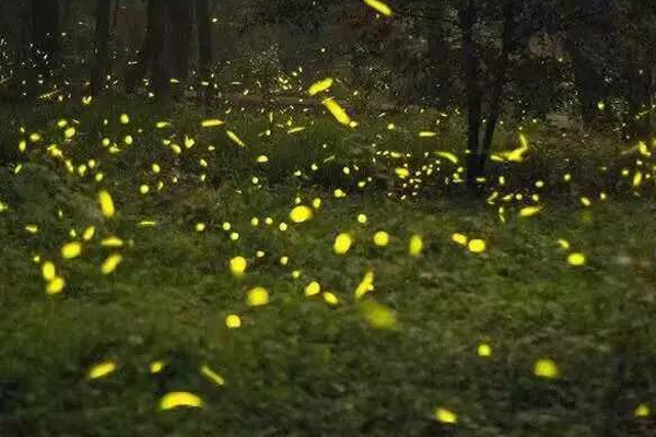 2019武漢花世界螢火蟲(chóng)濕地公園怎么樣(游玩攻略+免票標(biāo)準(zhǔn))