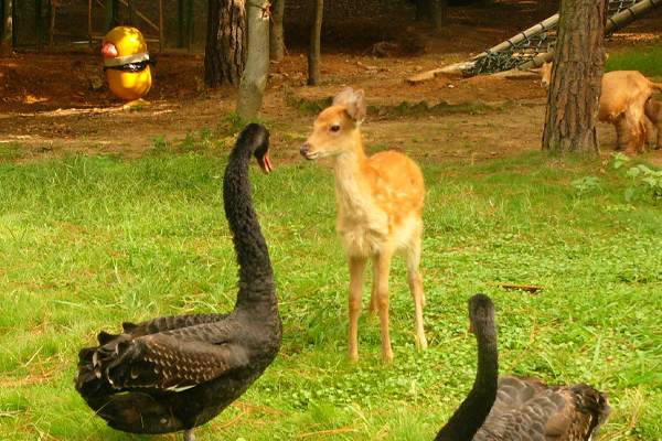 九峰森林動物園怎么樣(地址+門票+交通信息)