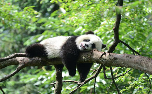 武漢動物園熊貓館開館時間（熊貓進食時間+參觀時間）