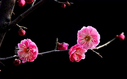 武漢市花入選《我心中的國花》投票 武漢東湖賞梅最佳時間