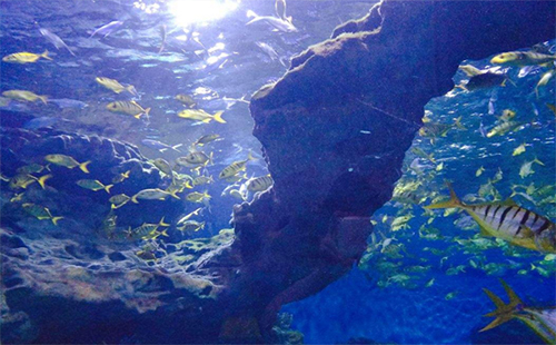 武漢海昌極地海洋世界暑假優(yōu)惠門票價格2019
