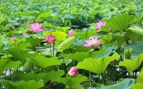 后官湖濕地公園門票是免費的嗎（附近有什么地鐵站+自駕游攻略）