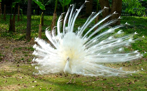 武漢九峰森林動物園水上樂園開放時間（在哪里）