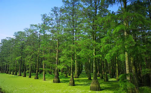 武漢消暑圣地漲渡湖濕地公園好玩嗎 自駕游路線