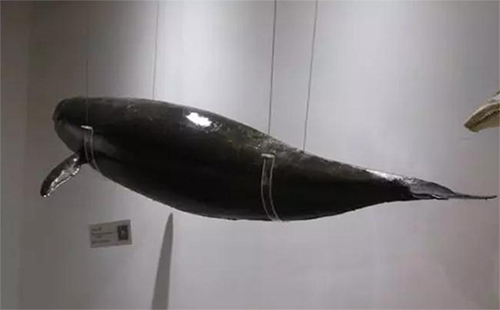 武漢水生生物博物館要門(mén)票嗎（怎么預(yù)約+開(kāi)放時(shí)間+鎮(zhèn)館之寶）