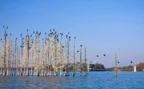 武漢濕地公園有哪些 濕地公園好玩嗎