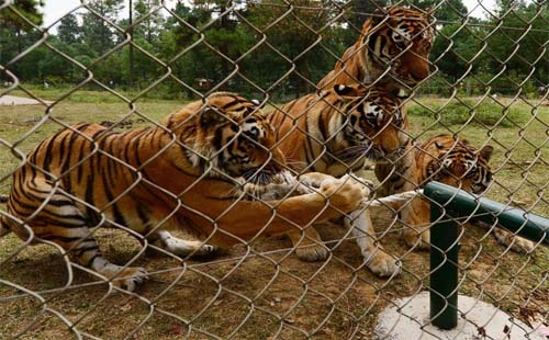 武漢動(dòng)物園(時(shí)間 交通路線 門票）