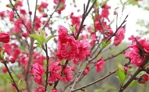 武漢蔡甸區(qū)有哪些好玩的景點(diǎn)（景點(diǎn)地址）