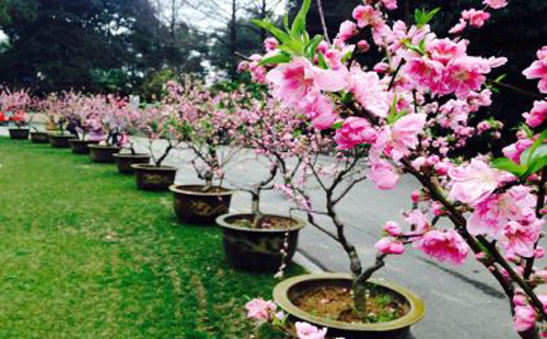 武漢植物園門票價格（好玩嗎+花期預(yù)告）