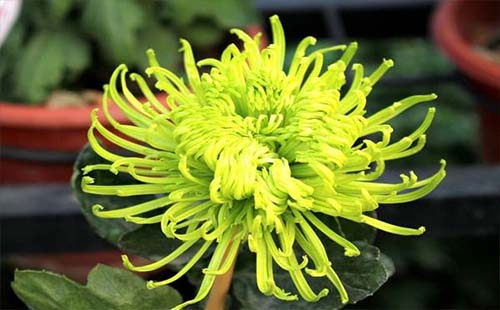這個季節(jié)武漢植物園有什么花 武漢植物園現(xiàn)在有什么花看