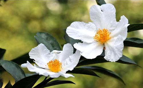 武漢植物園十月份有什么花 武漢植物園十月份有什么花展