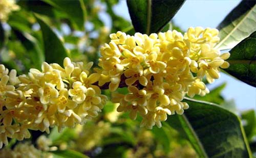 武漢植物園九月有什么花（時間及門票）