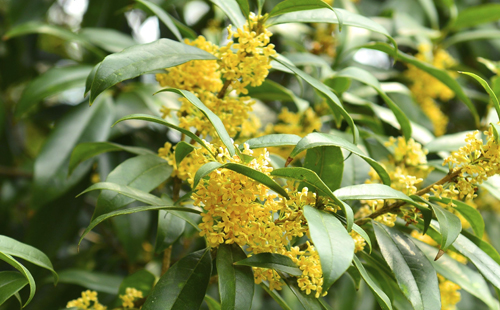 武漢賞桂花免費的地方(新洲桂花)