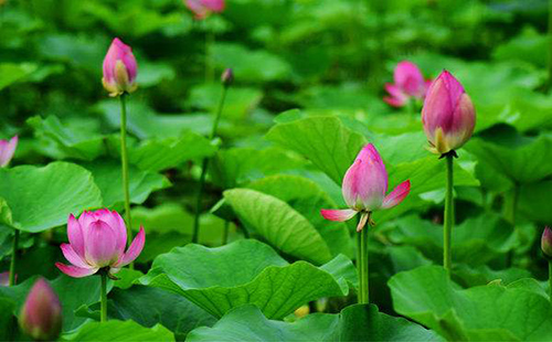 2019武漢哪里可以免費(fèi)賞荷花（地點(diǎn)）