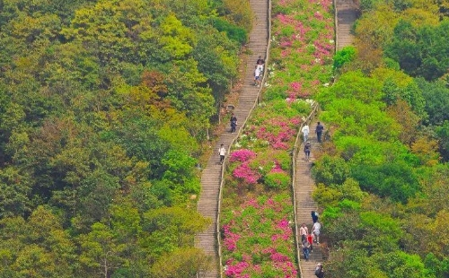 深圳梧桐山杜鵑花什么時(shí)候開(kāi)2021(開(kāi)花時(shí)間+賞花路線）