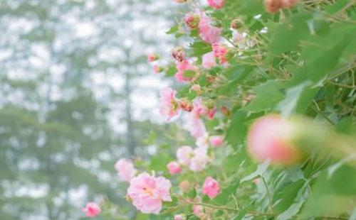 武漢東湖11月有哪些花開(kāi)了
