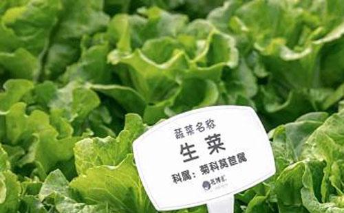 武漢花博匯采摘園蔬菜多少錢一斤