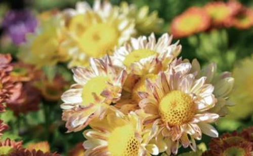 2021東湖菊花展周邊有哪些好玩的