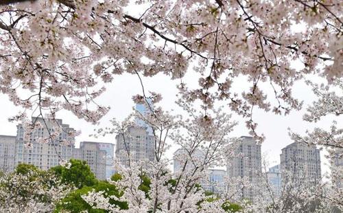 武漢王家墩公園在哪個(gè)地鐵站下