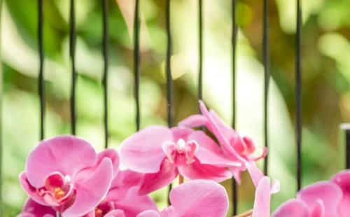 武漢植物園2022熱帶蘭花展國蘭展出時間