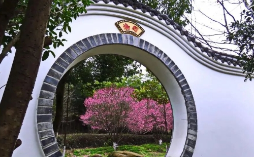 2022花鄉(xiāng)茶谷梅花開放時(shí)間及觀賞最佳位置推薦