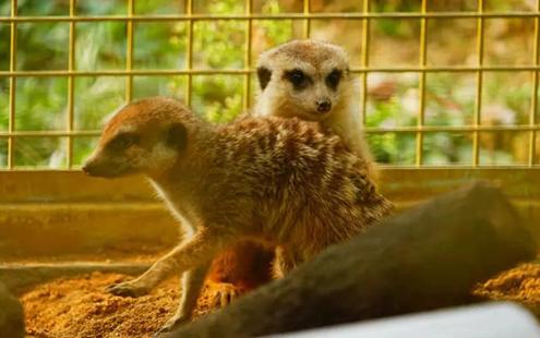 武漢動物園開園了嗎2022(新動物