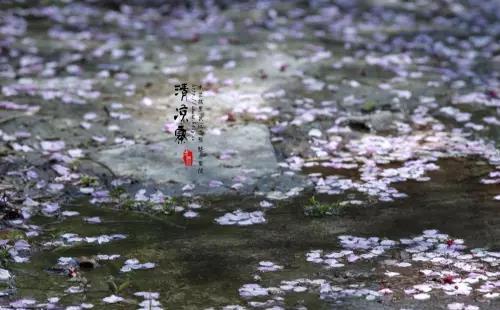 2022武漢清涼寨櫻花最佳觀賞時間(附賞櫻熱線)