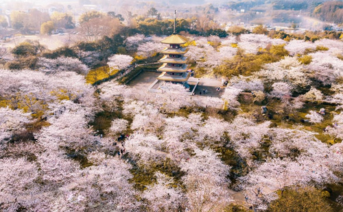櫻花2.jpg