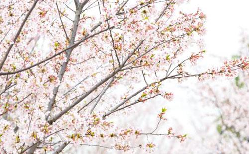 武漢花博匯櫻花花期-最佳觀賞時(shí)間