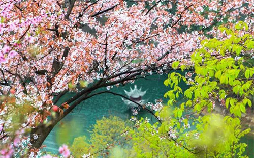 清涼寨櫻花一日游攻略2022