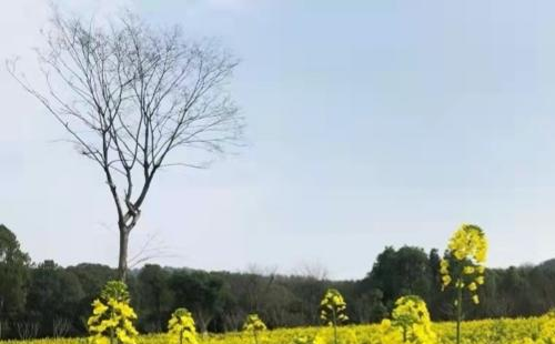 2022馬鞍山森林公園油菜花開了嗎-在哪里