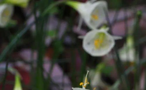 2022武漢植物園3月自然創(chuàng)造營(yíng)課程時(shí)間安排(地點(diǎn)+票價(jià))
