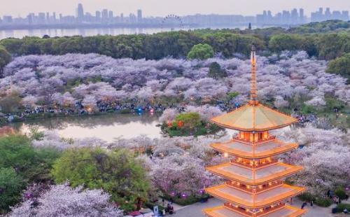武漢東湖櫻花園夜場開放時間2022