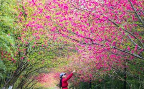 花鄉(xiāng)茶谷南極紅花期2022