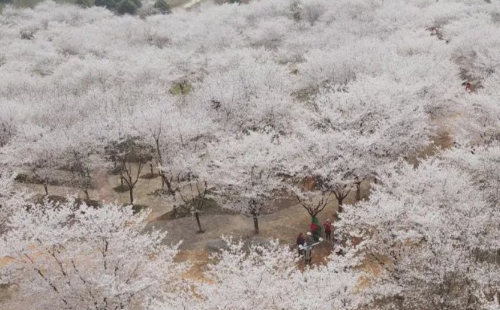 江夏青春村櫻花園要門票嗎怎么去(門票+路線+停車)
