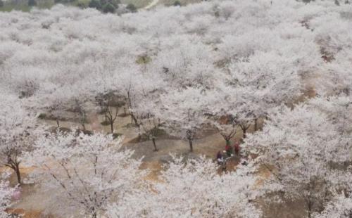 江夏青春櫻花園在哪 免費(fèi)嗎