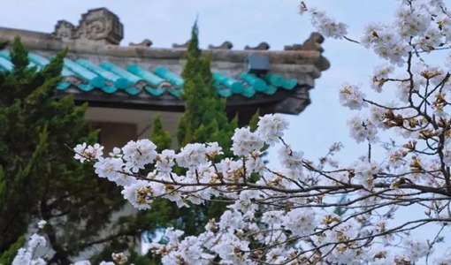武大校友可以預(yù)約進(jìn)武漢大學(xué)賞櫻嗎