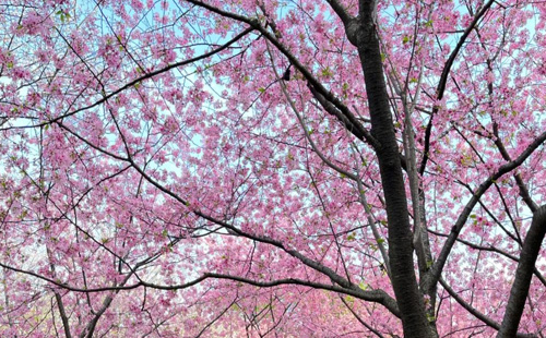 櫻花1.jpg