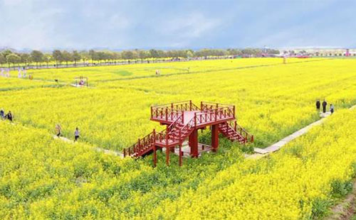 2022蔡甸消泗油菜花游玩攻略