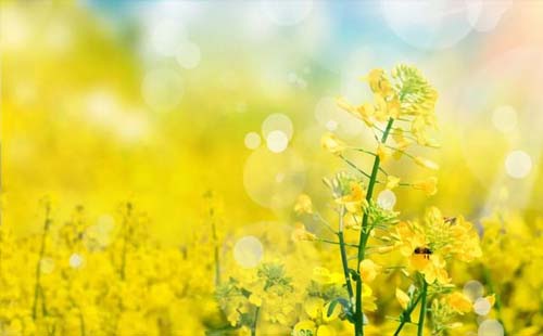 油菜花1.jpg
