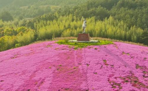 2022武漢木蘭草原芝櫻花開(kāi)了嗎-最佳觀賞期