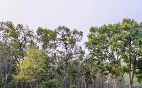 2022武漢植物園親子戶外定向活動時間及費用