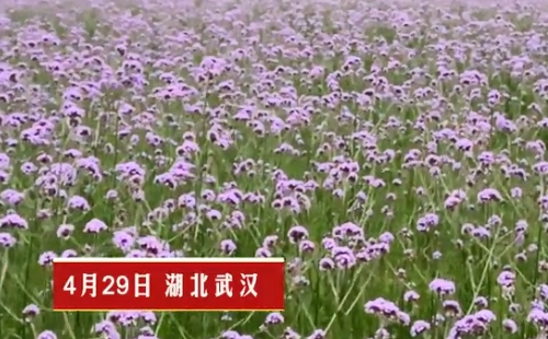 2022漢口江灘馬鞭草花海最佳花期及位置
